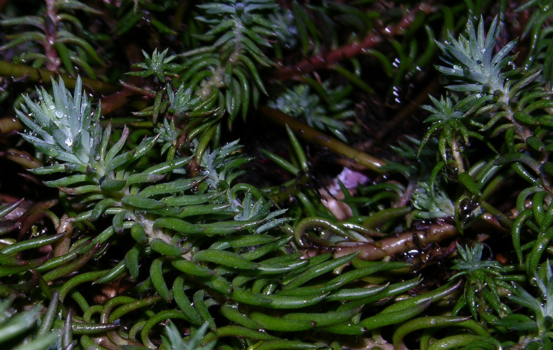 Sedum e Delosperma